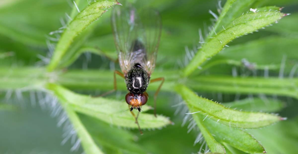 Carrot Root fly